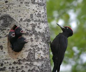 Тоншуурга (Хар тогшуурга)